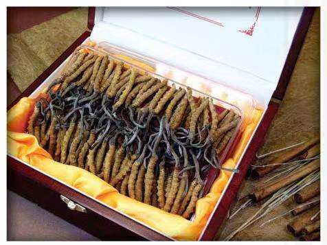 上甘岭冬虫夏草回收